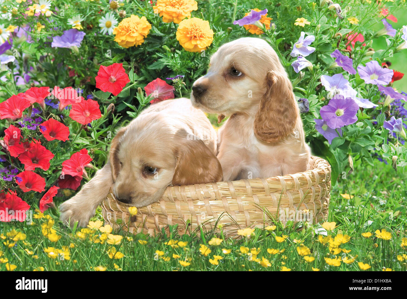 Junge süße English Cocker Spaniel Hunde im Blumengarten Stockfoto