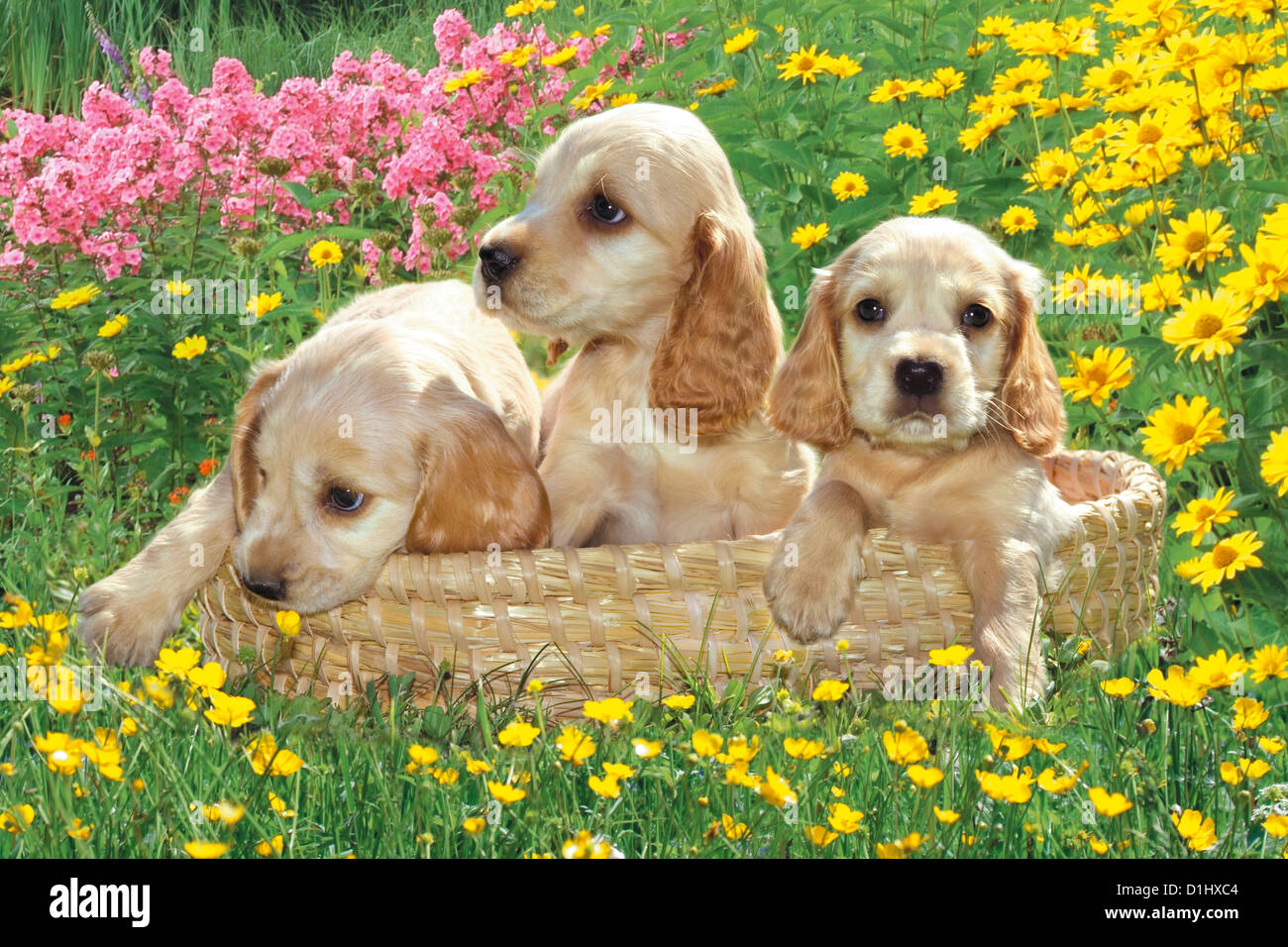 Young English Cocker Spaniel Hunde in den Korb Stockfoto