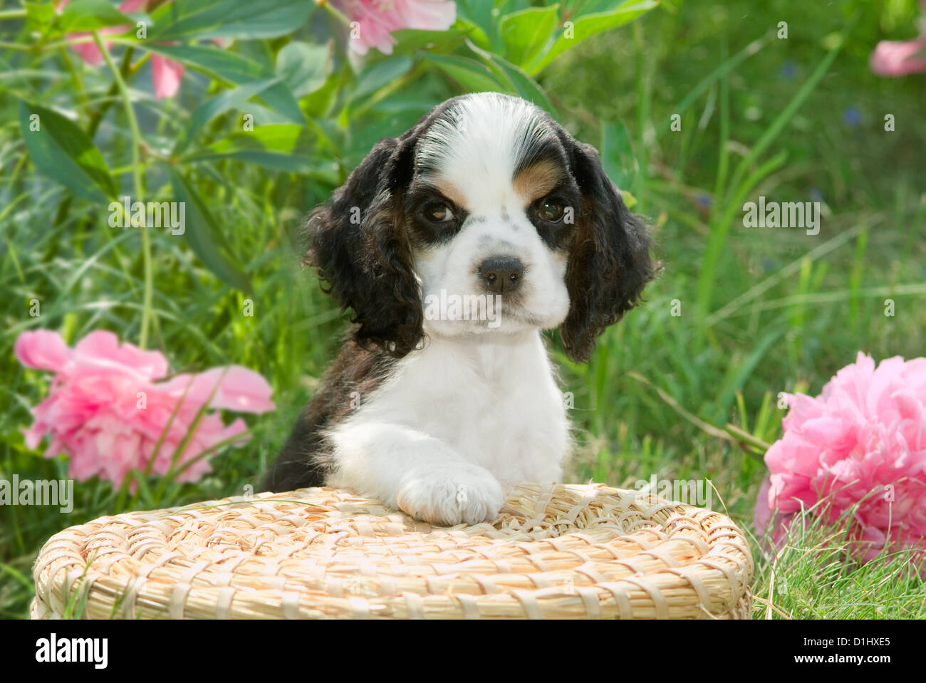 Young English Cocker Spaniel Hund im Garten Stockfoto