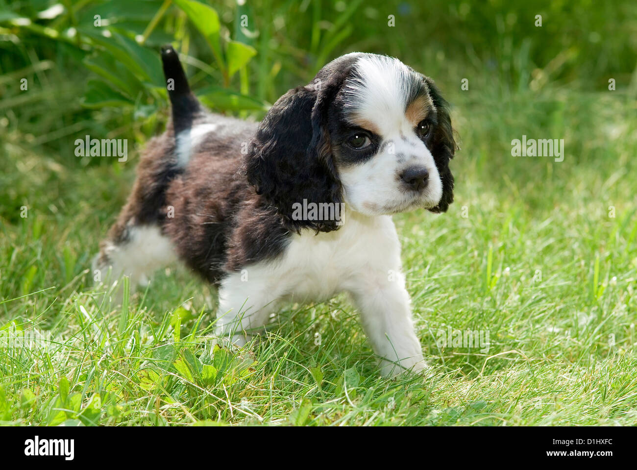 Junge Englisch Cocker Spaniel Stockfoto