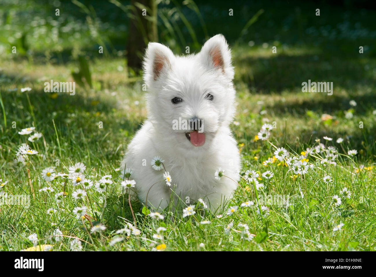 Outdoor Portrait des West Highland White Terrier Hund im Garten Stockfoto