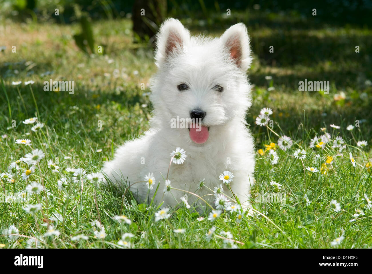 Outdoor Portrait des West Highland White Terrier Hund im Garten Stockfoto