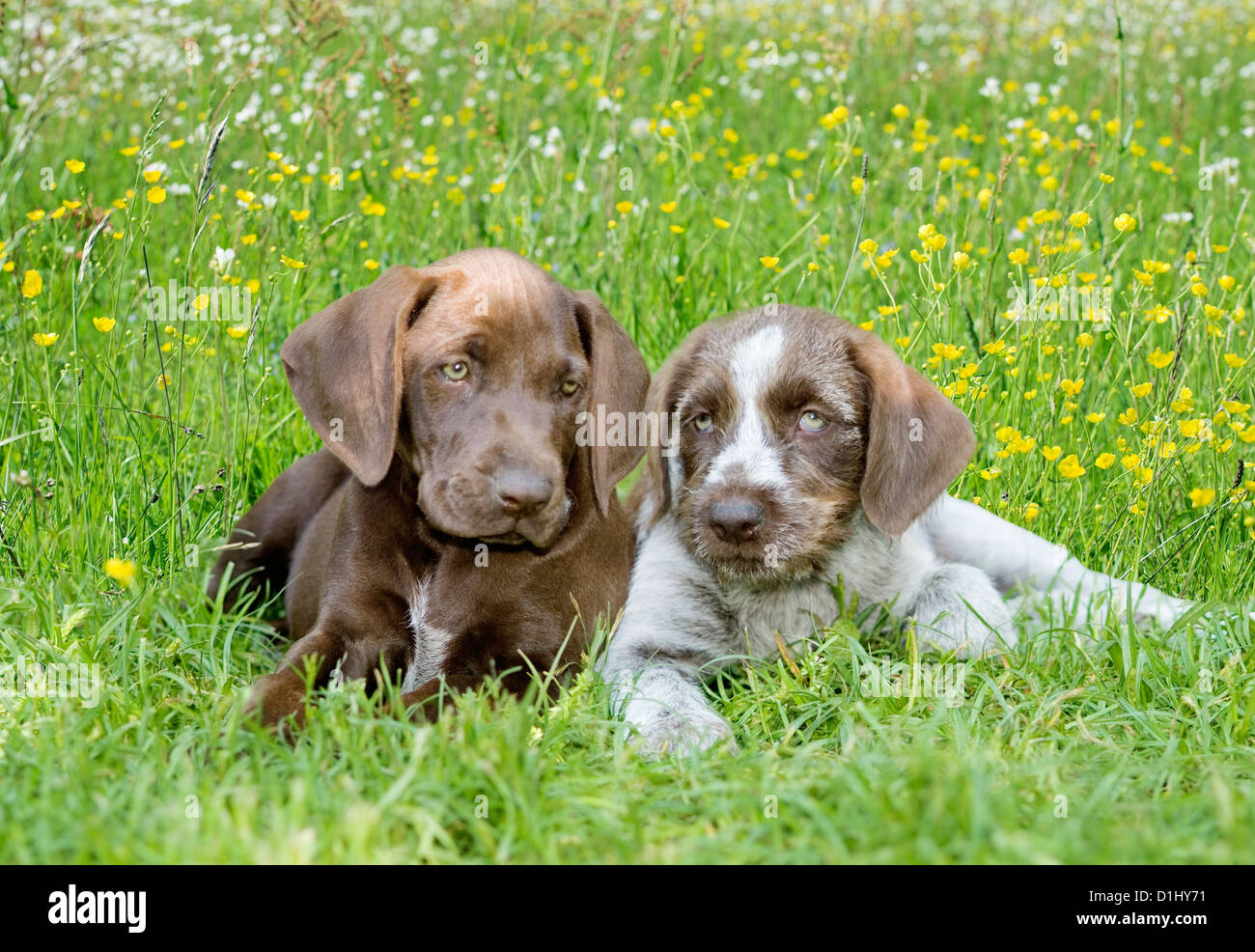 Deutsch Drahthaar Hund Stockfoto