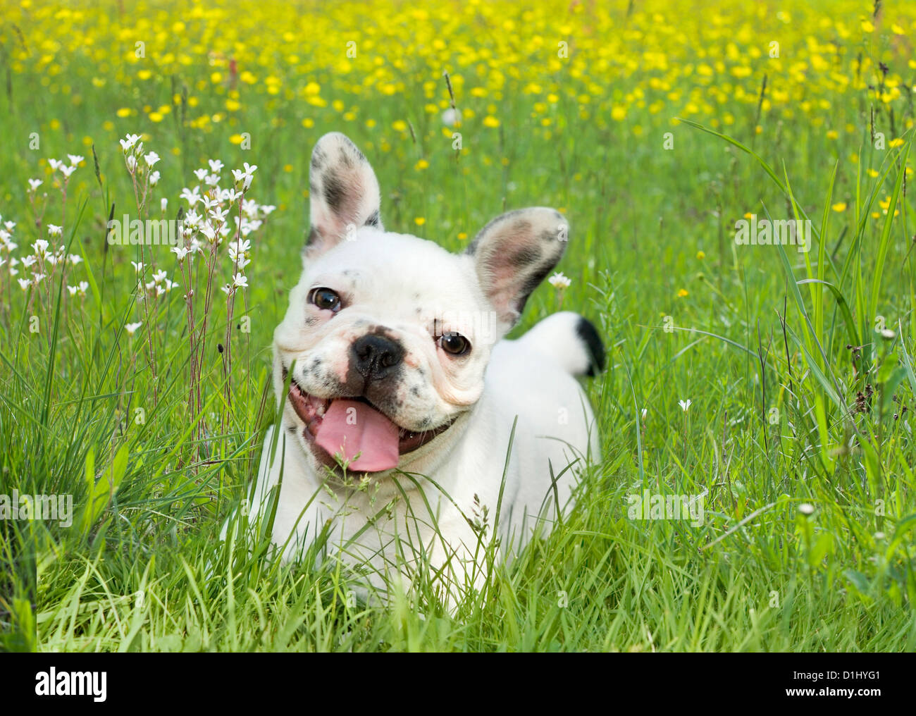 Porträt der junge französische Bulldogge Stockfoto
