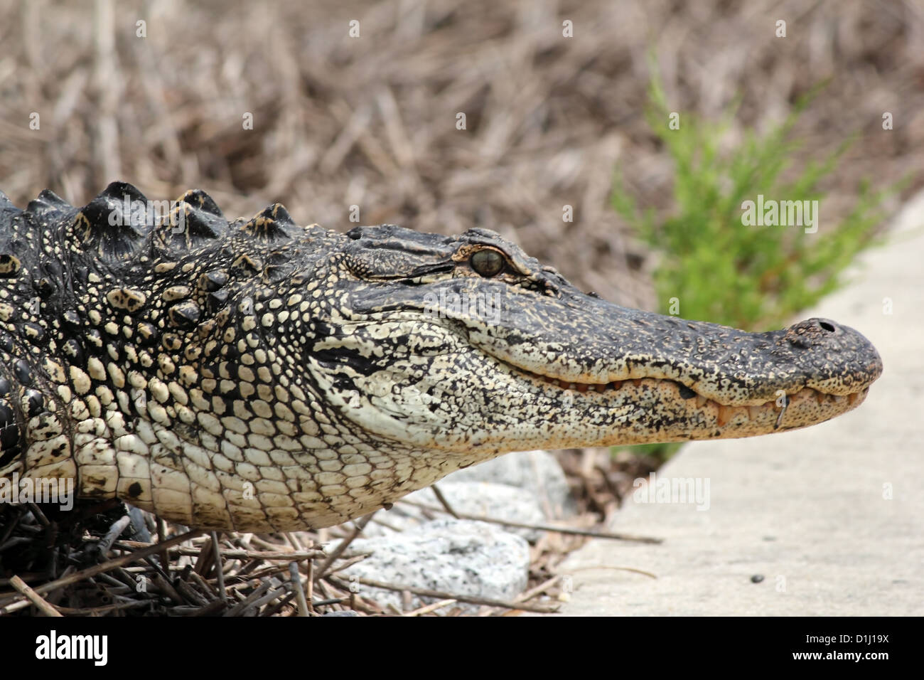 Eine Nahaufnahme von einem Alligator-Kopf Stockfoto