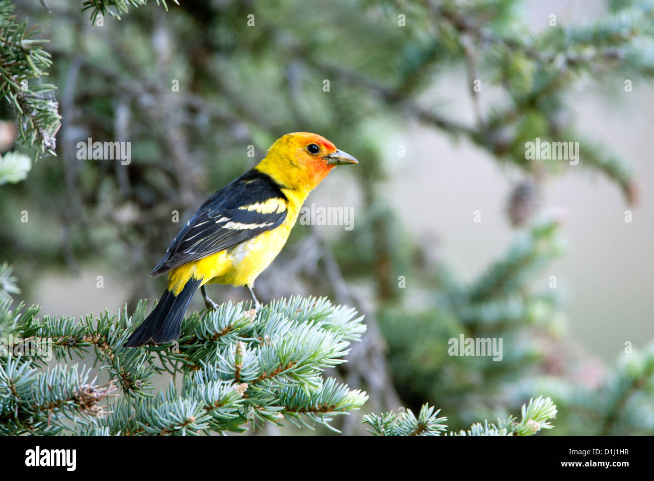WESTERN Tanager Barschen in Fichte Vögel Vogel singvögel Vogelkunde Vogelkunde Wissenschaft Natur Tierwelt Umwelt Tanager Stockfoto