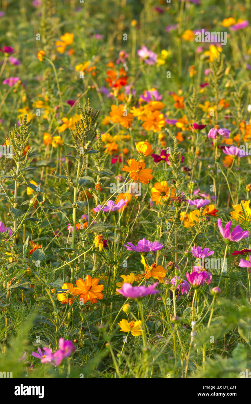 Blumenfeld Stockfoto