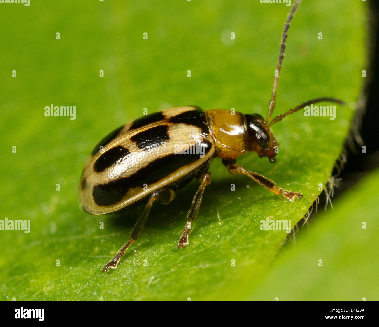 Bean Getreidehähnchen (Cerotoma Trifurcata) Stockfoto