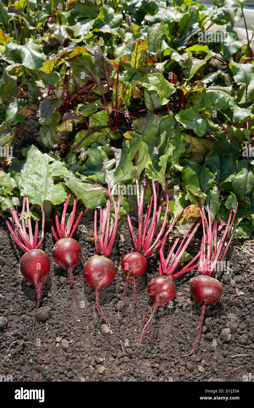 Organisch rote Bete nur im Schrebergarten abgeerntet gewachsen. Wissenschaftlicher Name: Beta vulgaris. Stockfoto