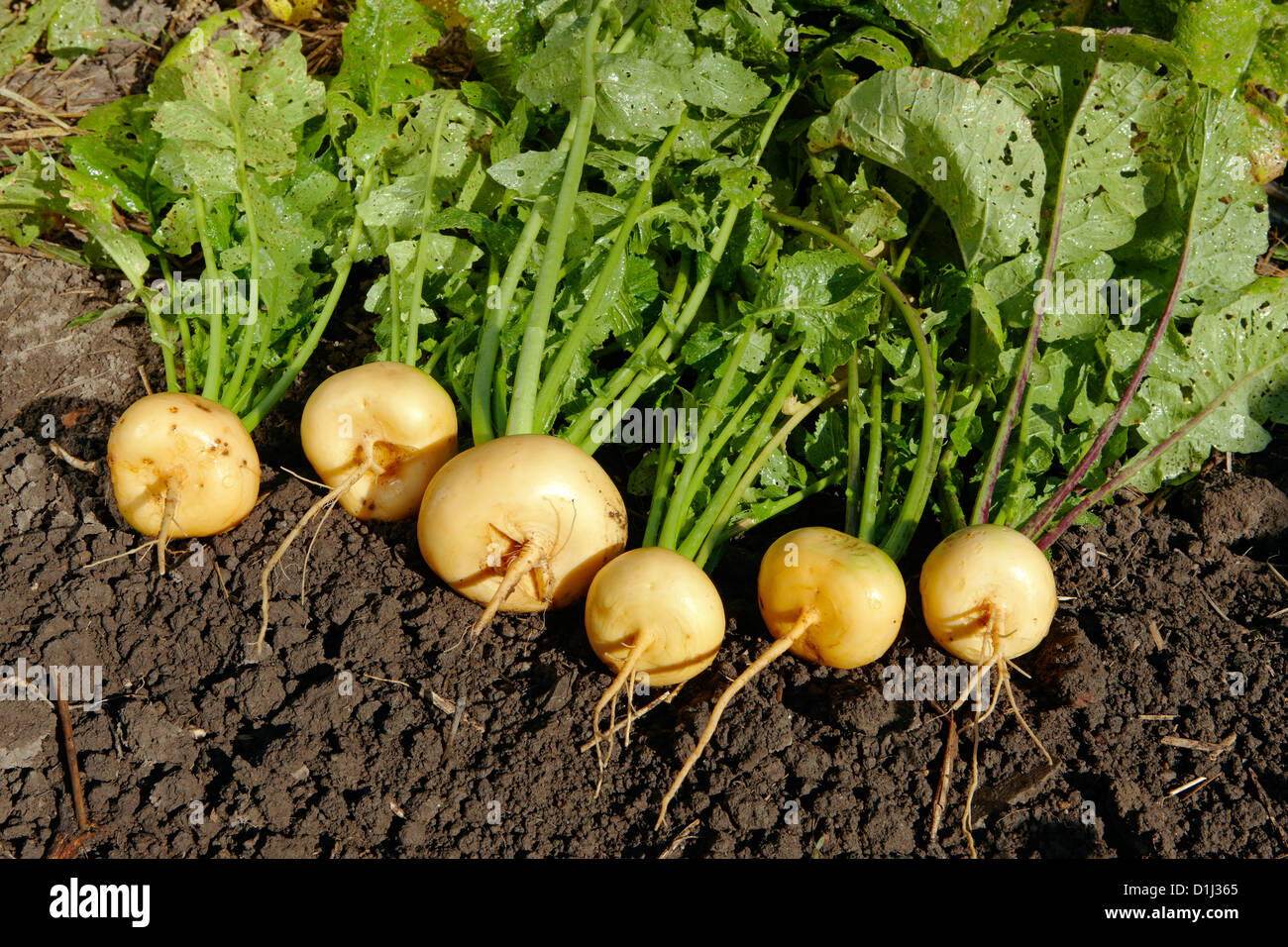 Frisch geerntete, biologisch angebaute Rüben. Wissenschaftlicher Name: Brassica rapa oder Brassica campestris L. Stockfoto