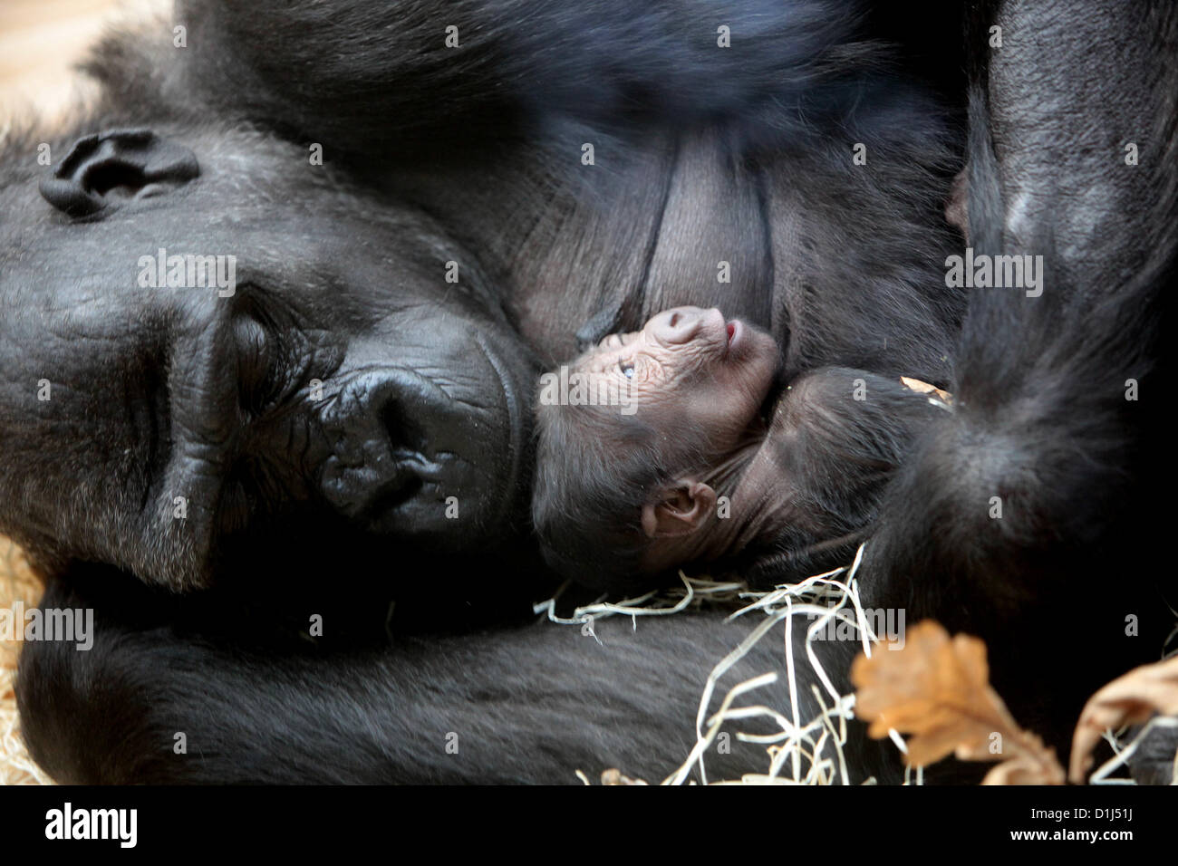 Gorilla Baby mit Mutter Stockfoto