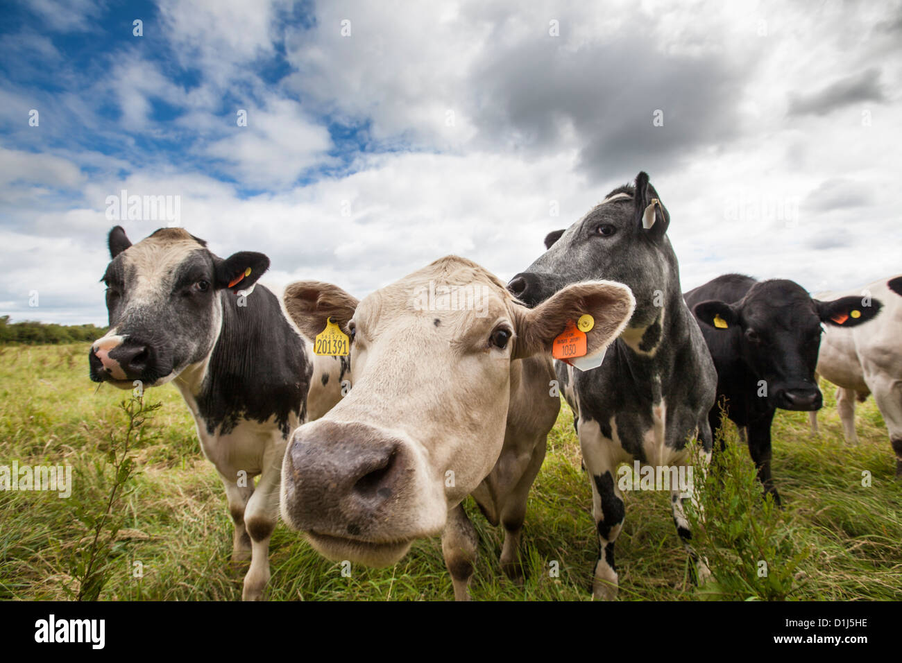 Nahaufnahme einer Herde neugieriger Kühe Stockfoto