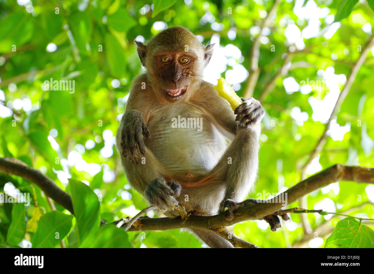 Affen auf dem Baum Stockfoto