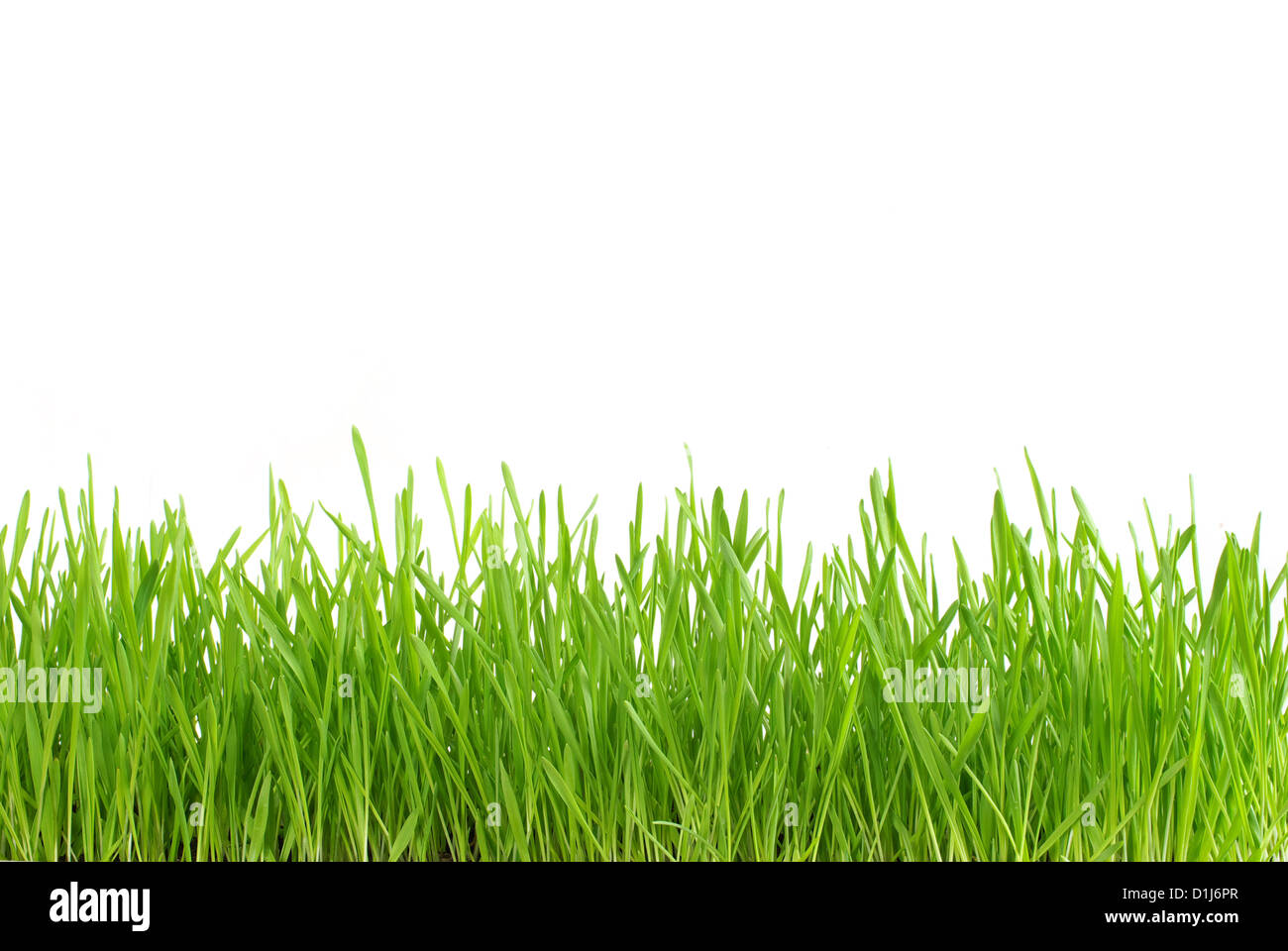 Grünen Rasen isoliert auf weißem Hintergrund Stockfoto