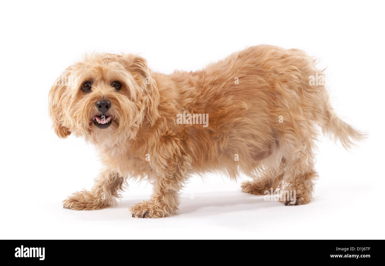 Norfolk Terrier Hund im Alter von 7 Jahren Stockfoto