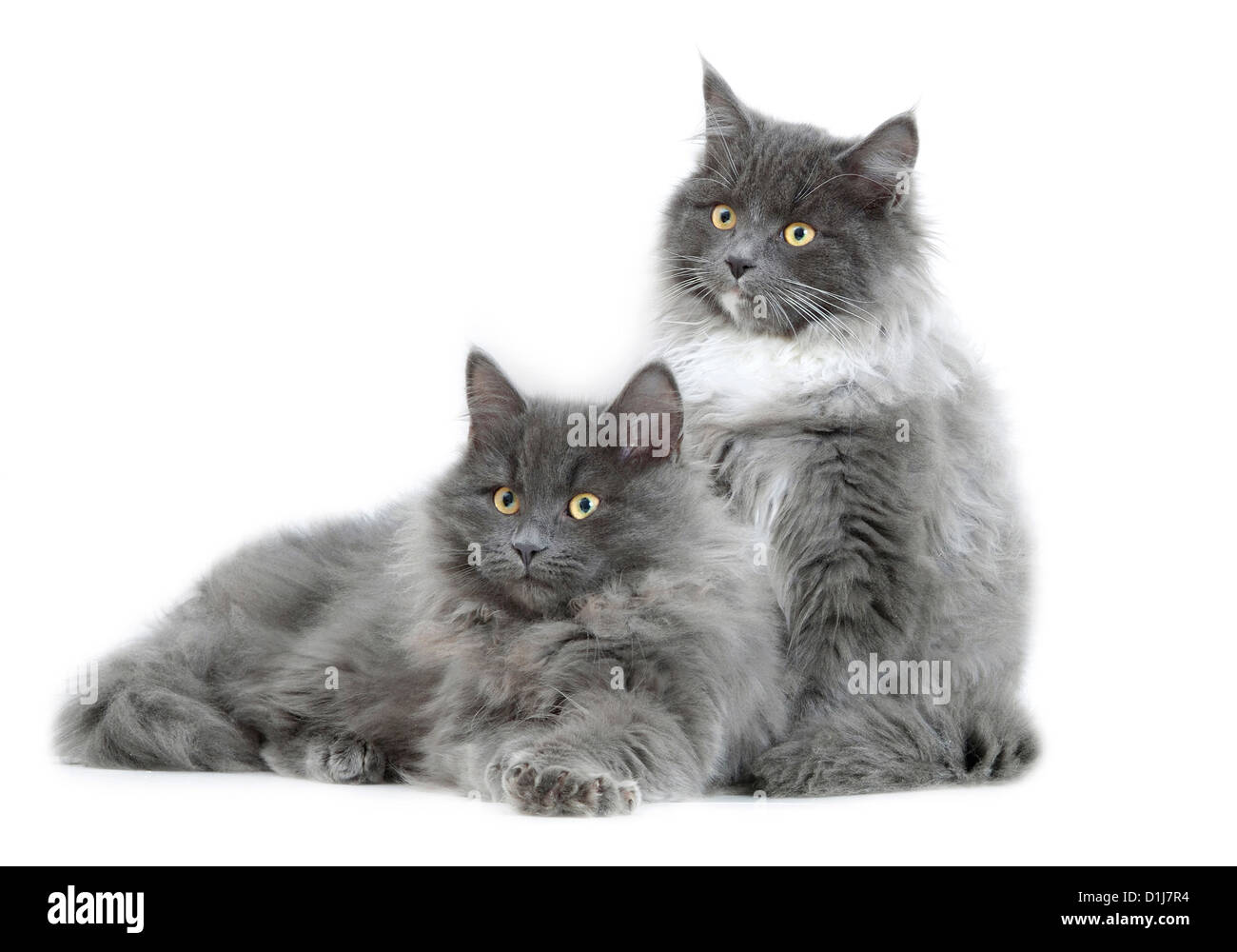 Sibirische Katzen Stockfoto