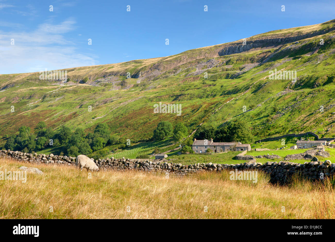 Yorkshire Dales mit Hütte und Schafe, England Stockfoto