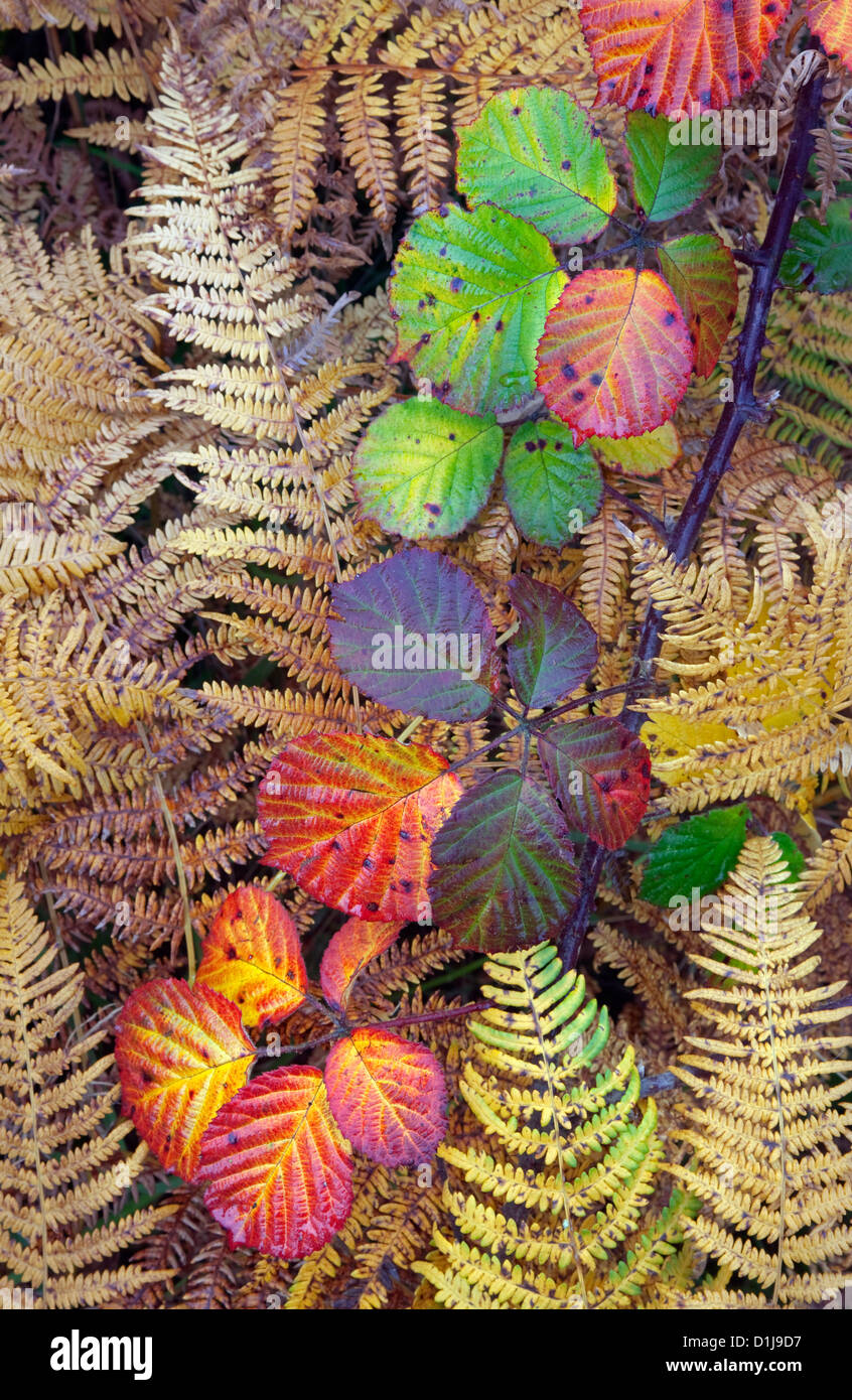 Bramble Blätter und Bracken Farbwechsel im Herbst Stockfoto