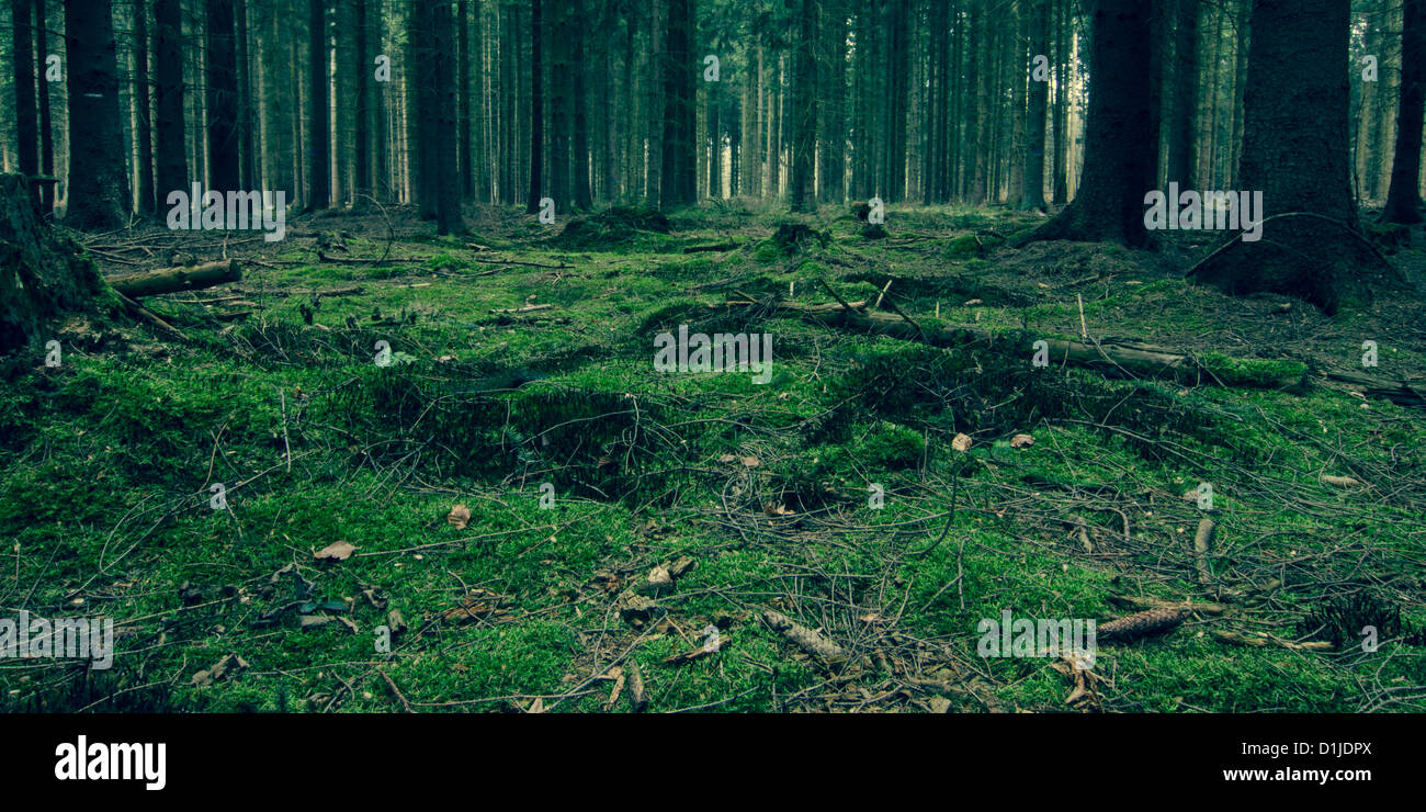 Üppig grünen Wald in Deutschland Stockfoto