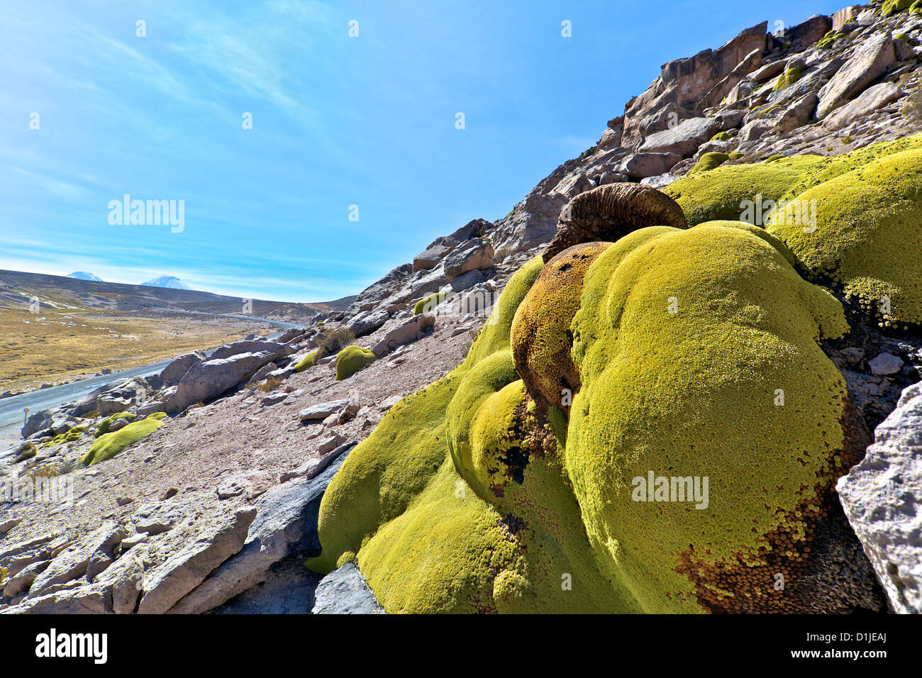 Moos bedeckte Felsen im Nationalpark Lauca, Chile Stockfoto