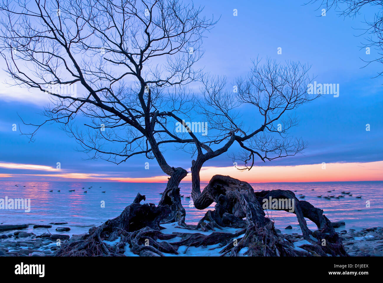 Baum über See im Coronation Park, Oakville, ON, Kanada Stockfoto