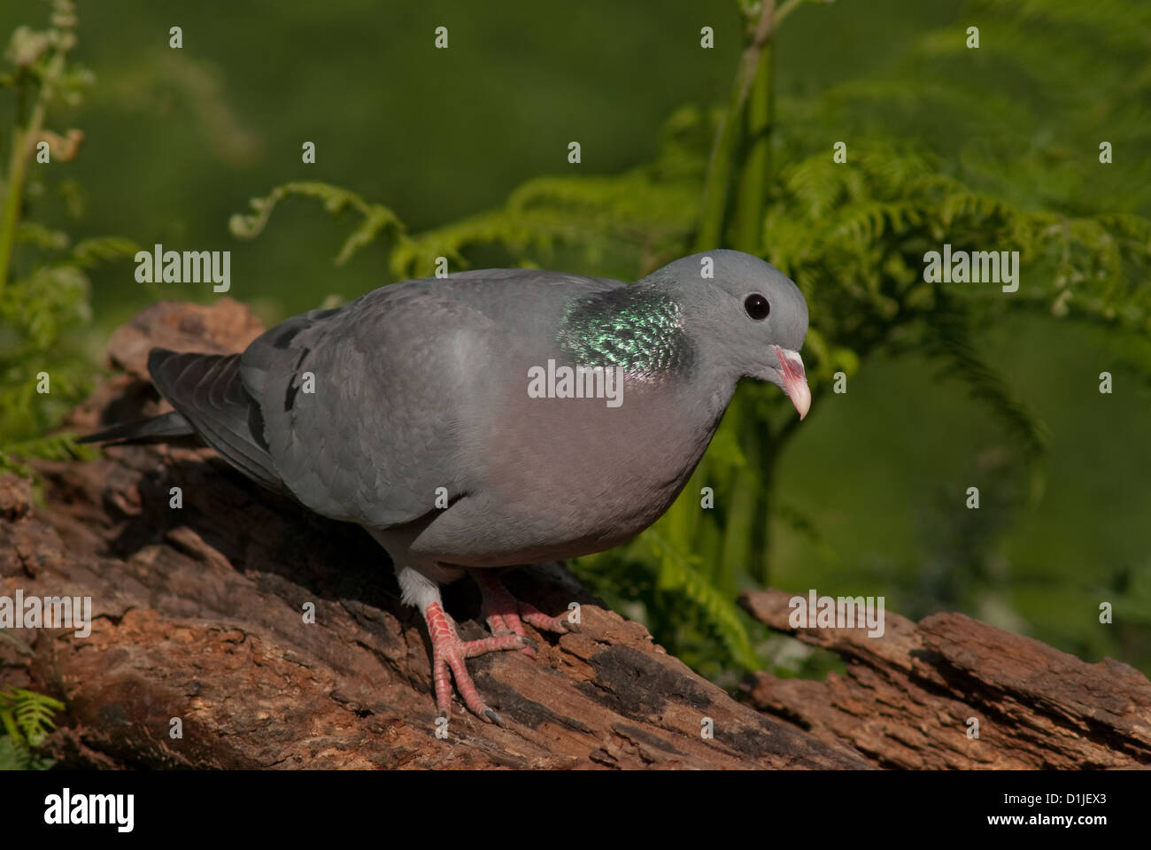 Adult Stockdove thront auf Log im Sommer Stockfoto