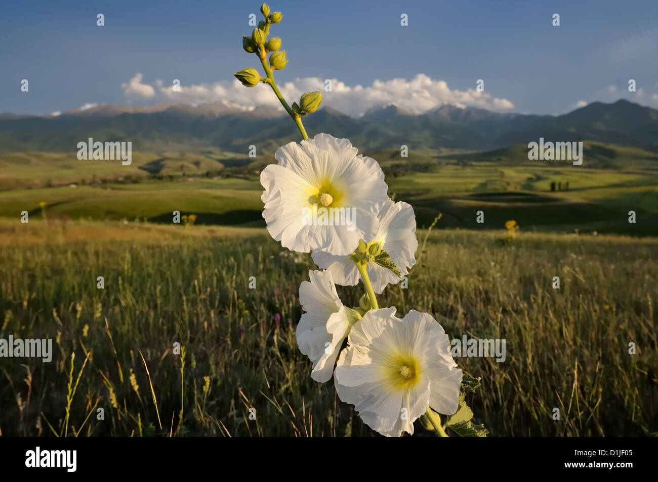 Wilde malva Blumen im Norden Kirgistans. Stockfoto