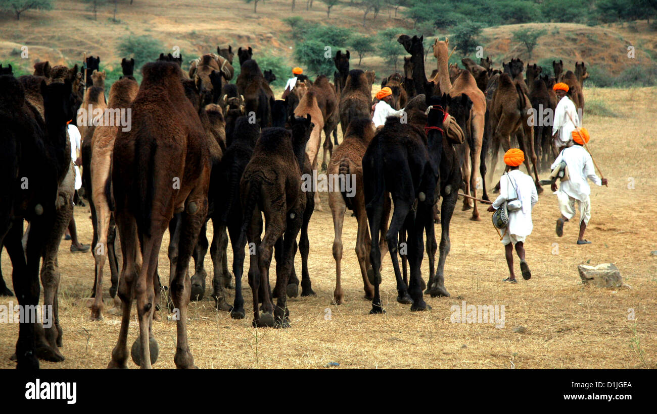 Herding Kamele in Pushkar Stockfoto