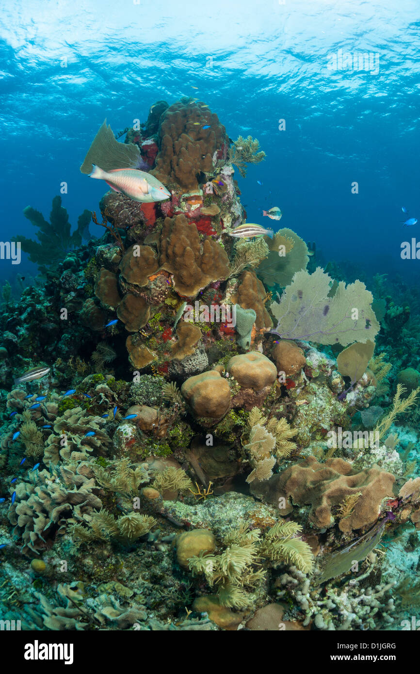 Coral Reef unter Wasser vor der Küste von Roatan Honduras Stockfoto