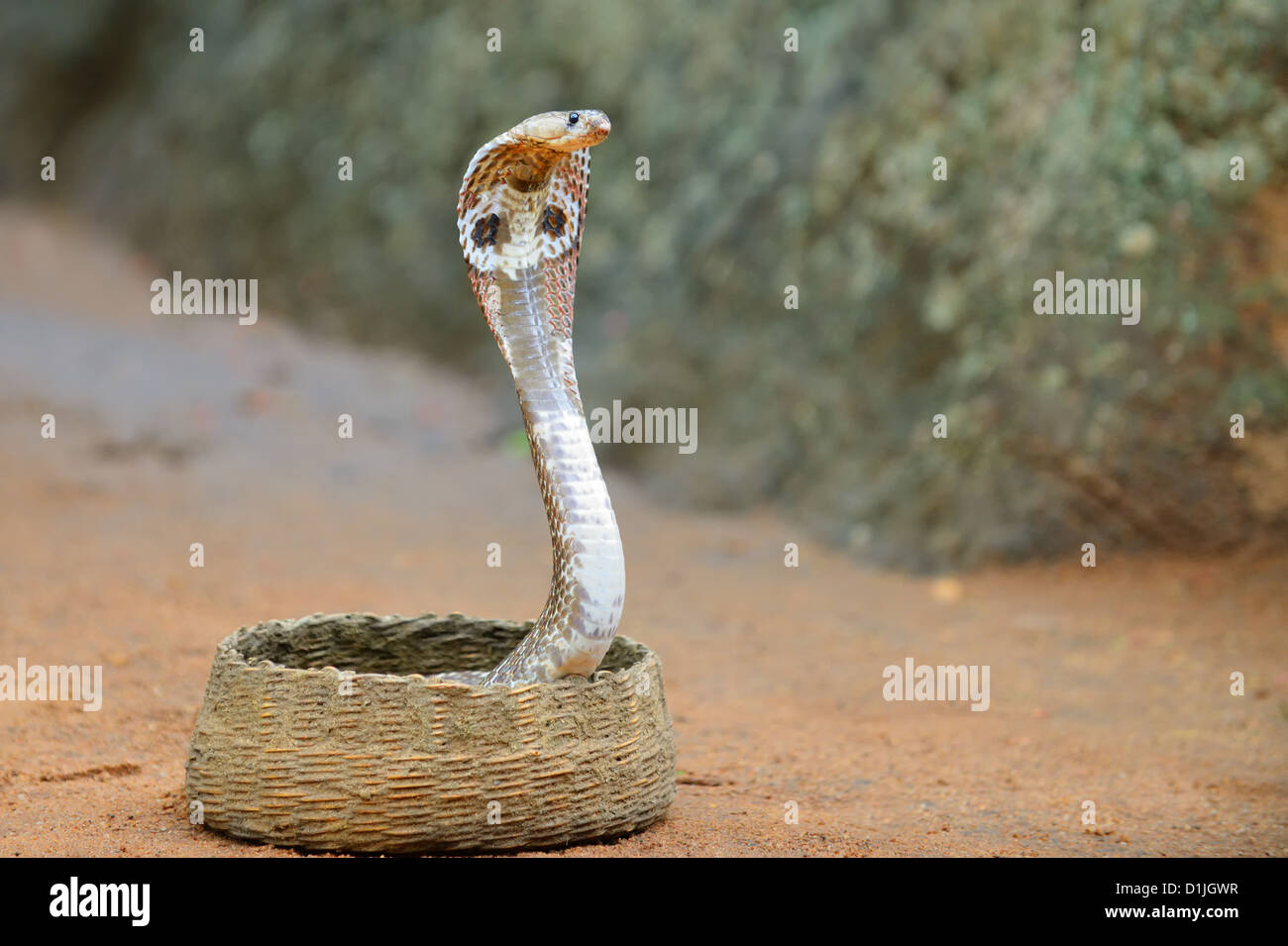 Cobra. Eine giftige Schlange. Land von Sri Lanka Stockfoto