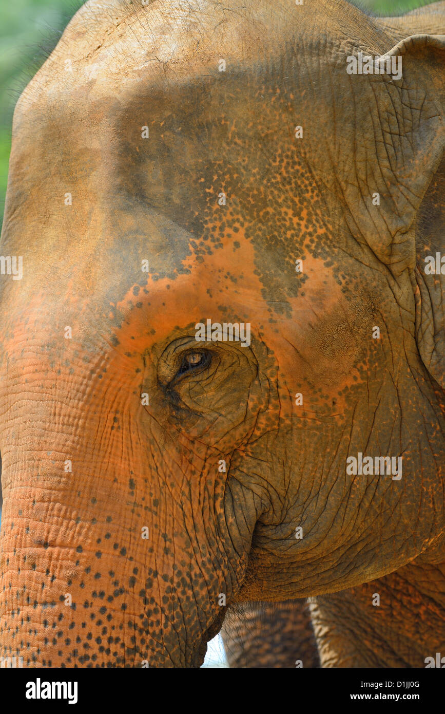 Elefant Foto Closeup. Land von Sri Lanka Stockfoto