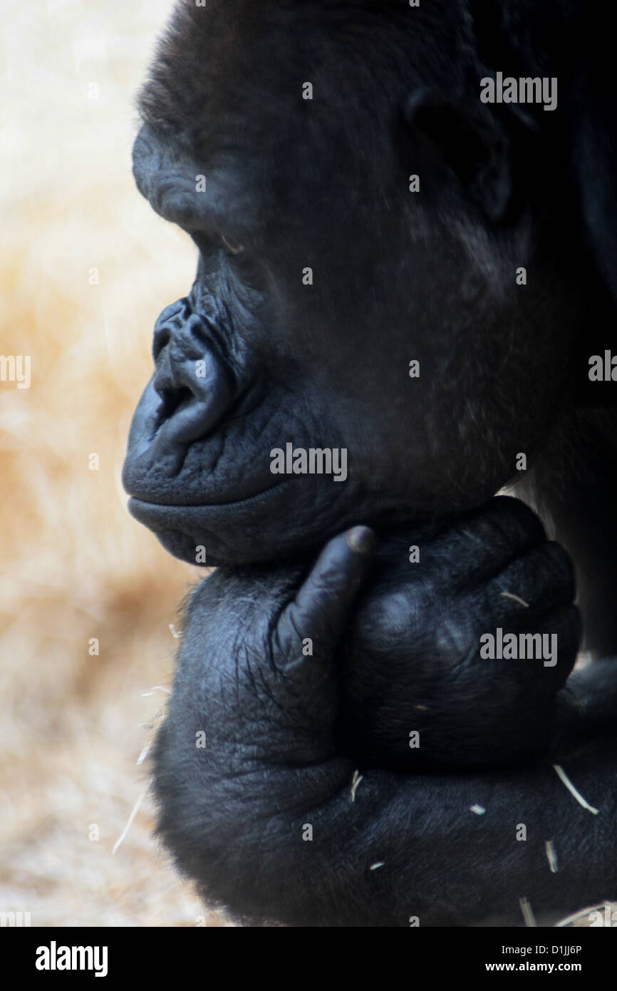Nachdenklicher Gorilla Sinda im Prager zoo Stockfoto
