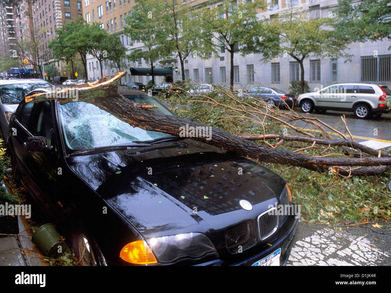 Sturmschäden und -Zerstörung. Gefallener Baum auf dem Auto in der New York City Street. Zersplitterte Windschutzscheibe. Hurrikane und Klimawandel. Klimakrise USA Stockfoto