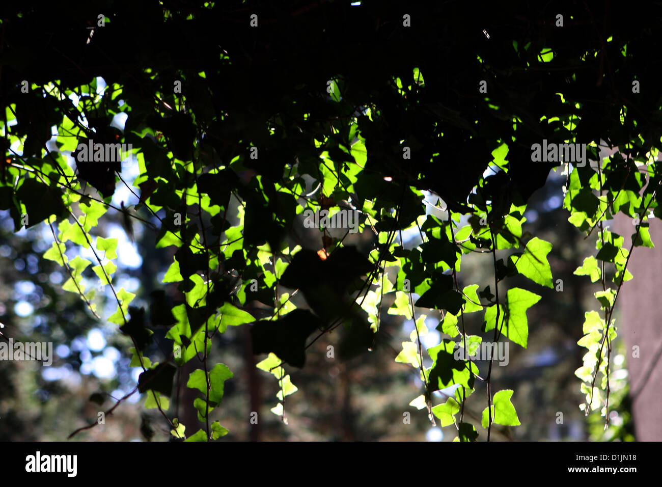 Die englische Efeu Hedera Helix lässt Sonnenlicht Kletterer sonnenbeleuchtet Stockfoto