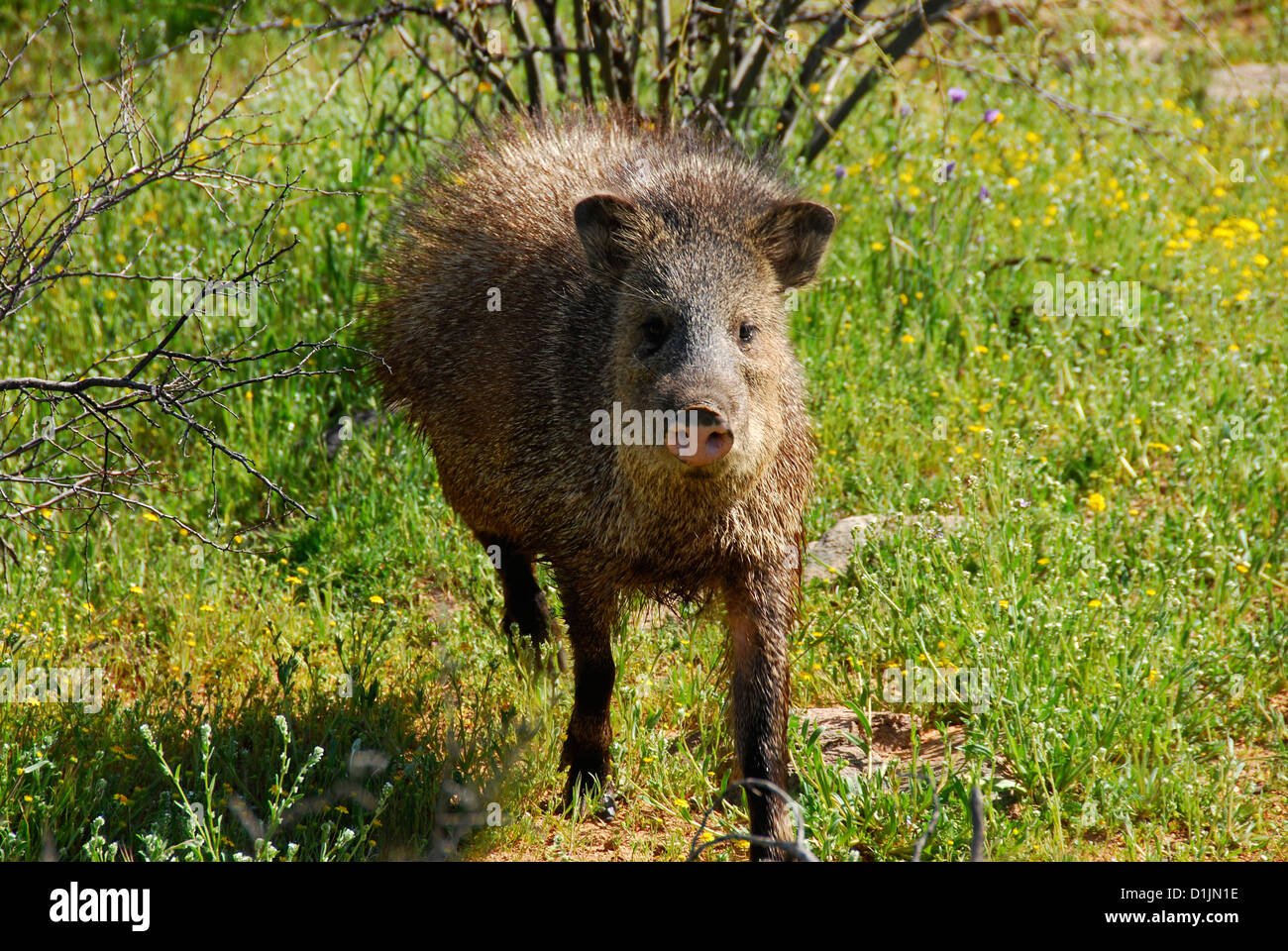 Javalina in Arizona-Sonora-Wüste. Stockfoto