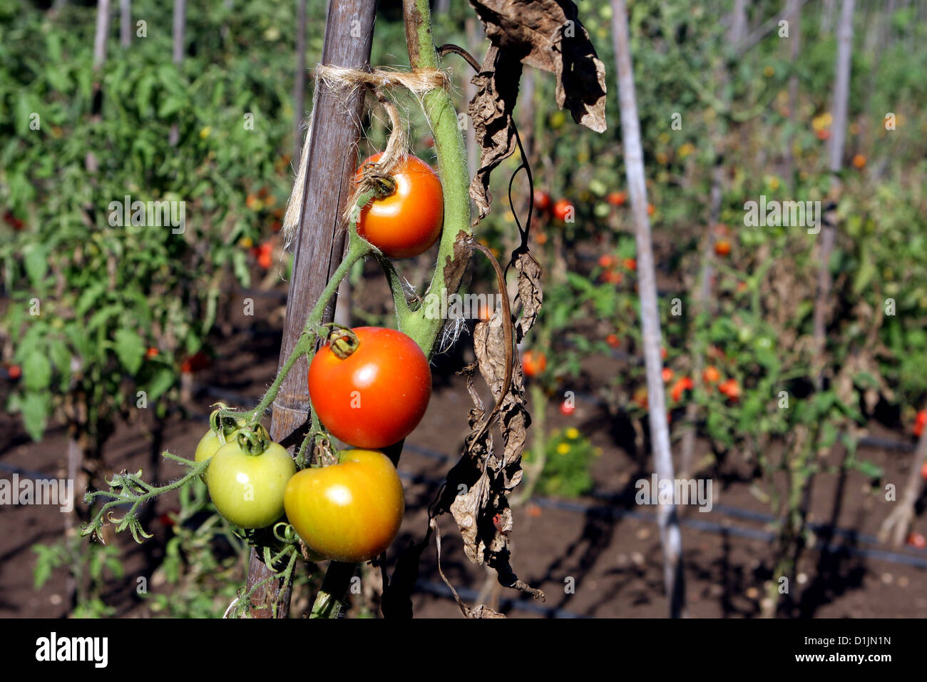 Tomaten wachsen auf einem Holzstützenstock Zuteilung Garten Stockfoto