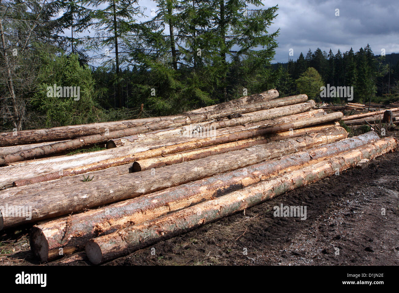 Gefällte Bäume im Wald, forstverband, Holzernte, Ernte Wald Stockfoto