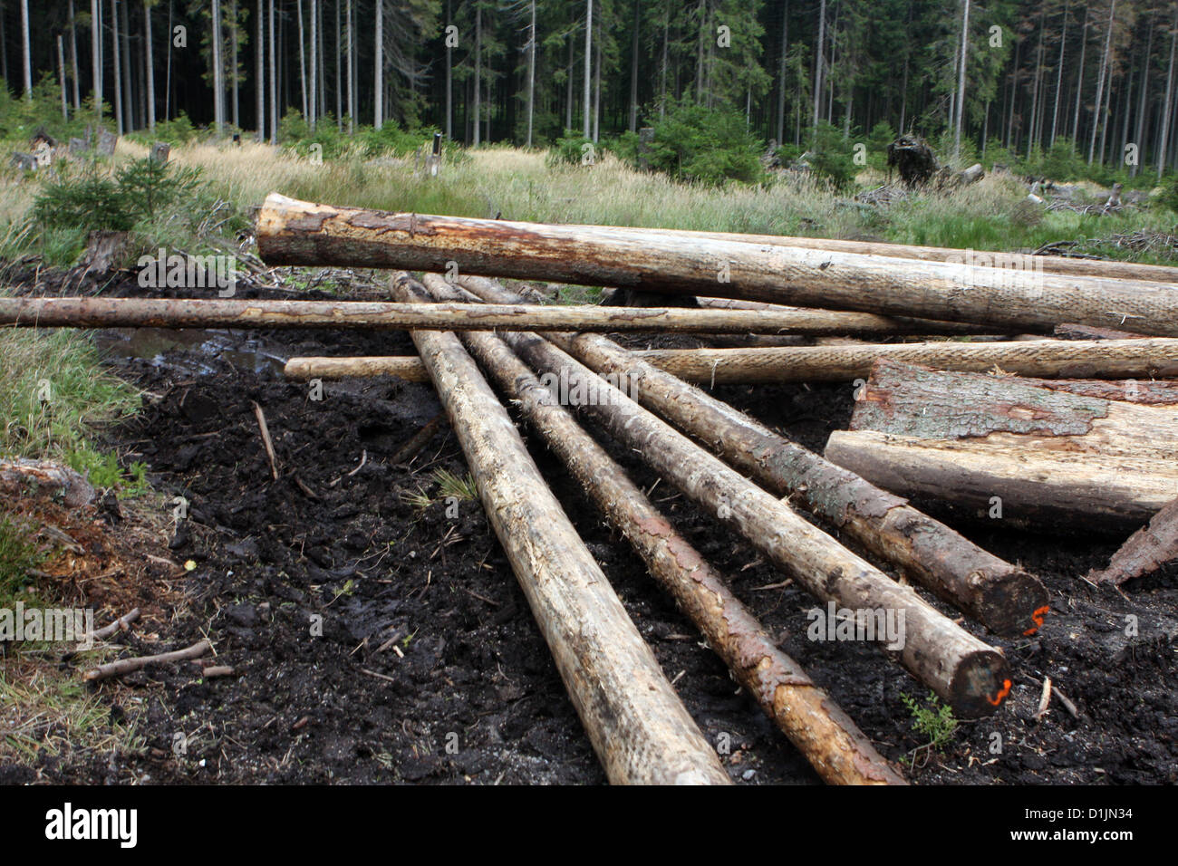 Gefällte Bäume im Wald, forstverband, Holzernte, Ernte Wald Stockfoto
