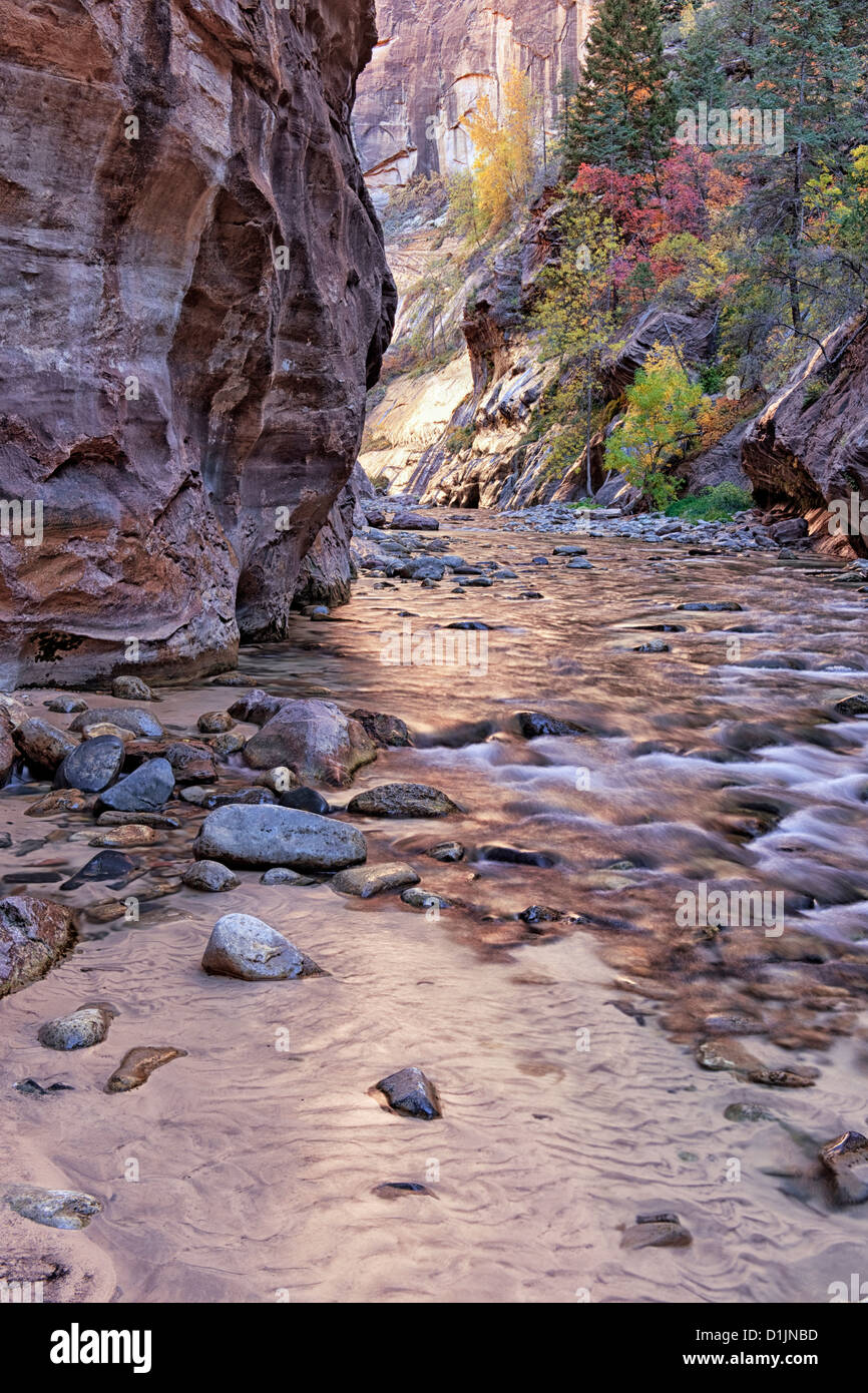 Reflektierende Herbst Licht erhellt die Canyonwänden The Narrows, wie der Virgin River durch Zion National Park in Utah fließt. Stockfoto