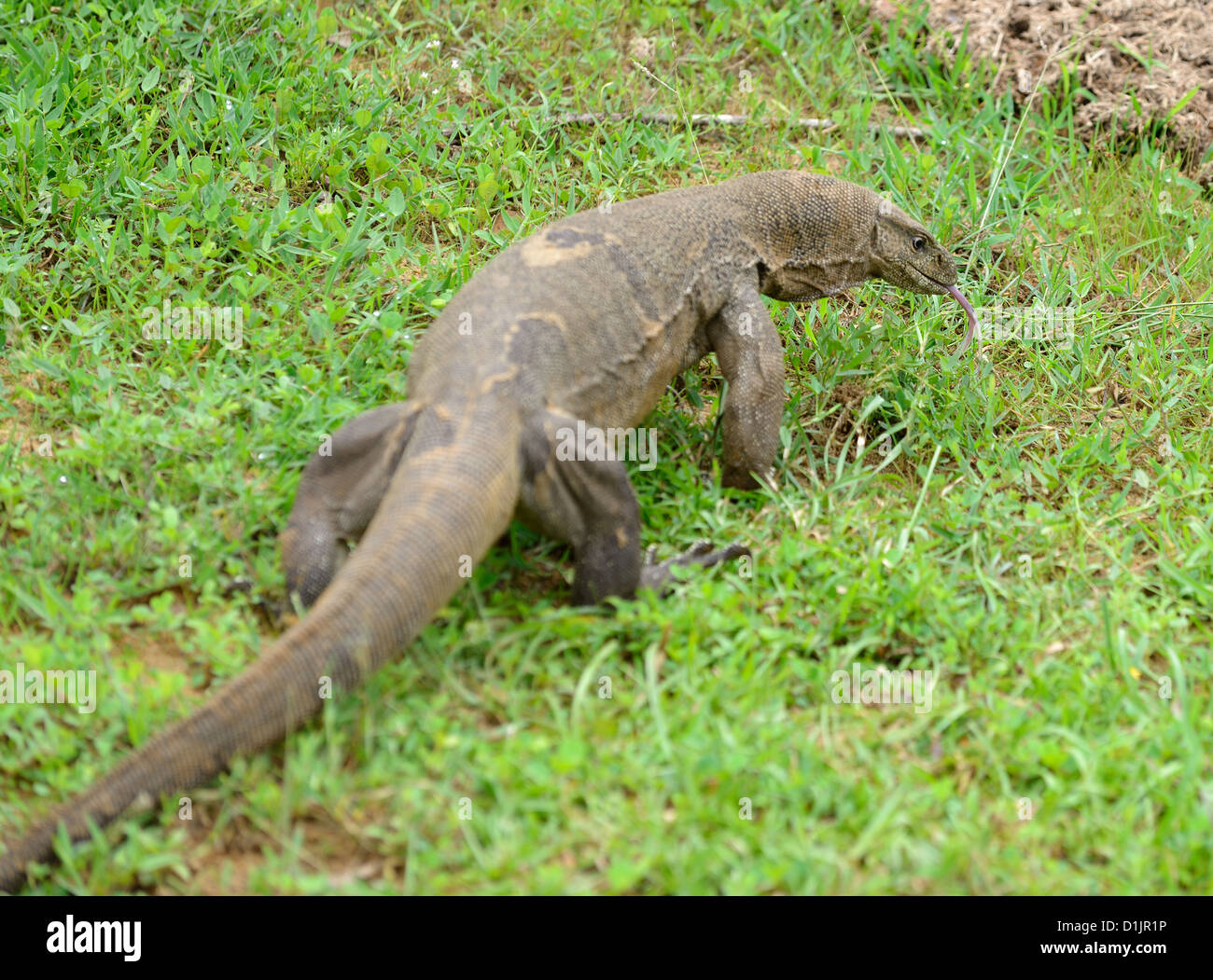 VARAN ist Tierwelt. Tiere Land SriLanka Stockfoto