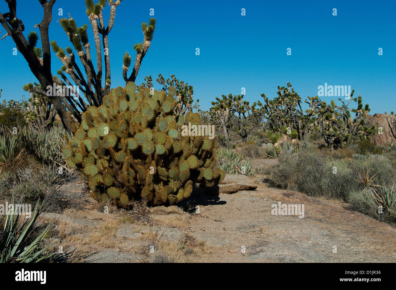 Pfannkuchen Sie-Prickly Pear Cactus und Joshua Trees, Opuntia Chlorotica, Yucca brevifolia Stockfoto