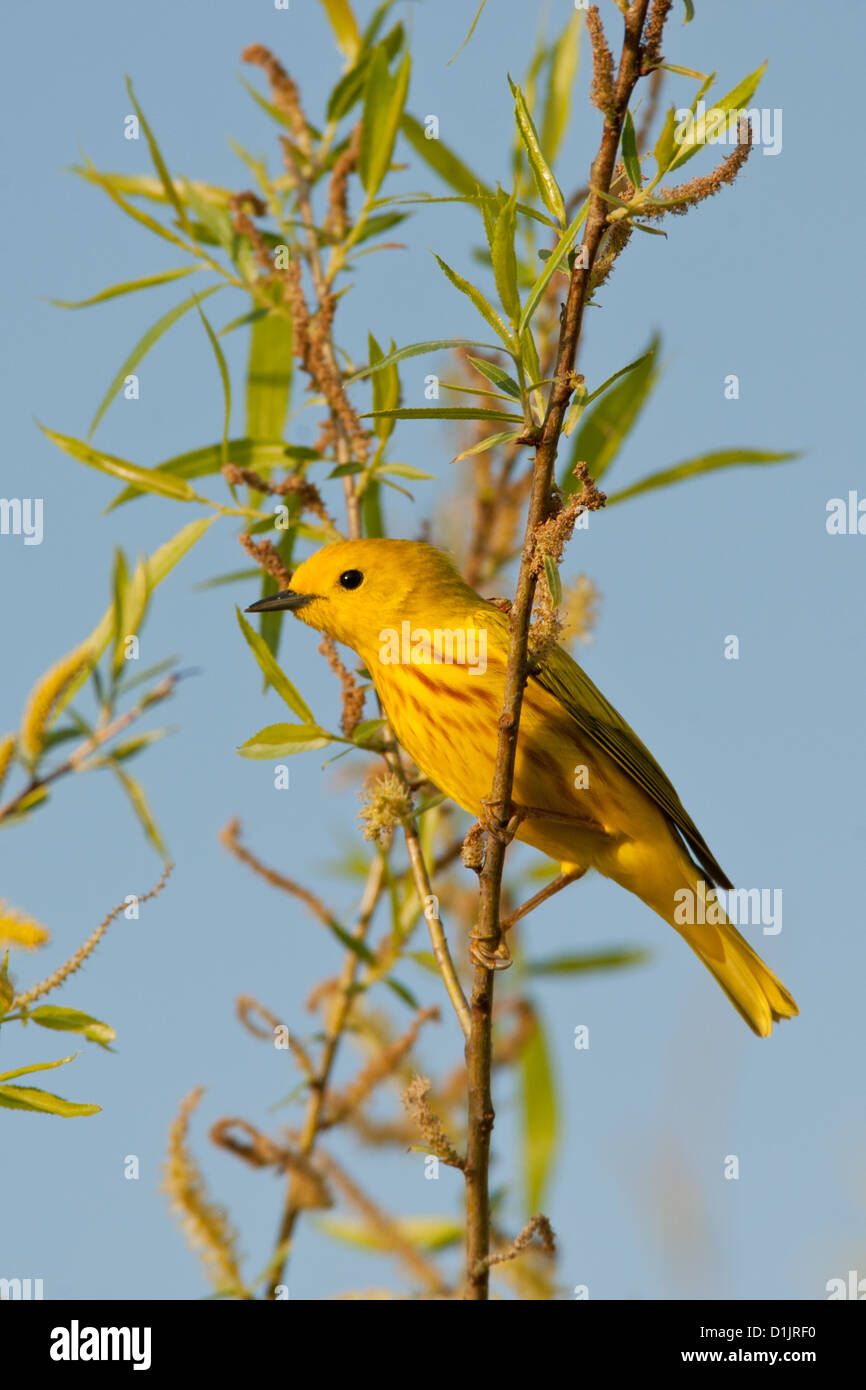 Gelbsänger in Willow Tree thront - vertikale Vögel Vogel singvögel Vogelkunde Ornithologie Wissenschaft Natur Tierwelt Umwelt Zwerge Stockfoto
