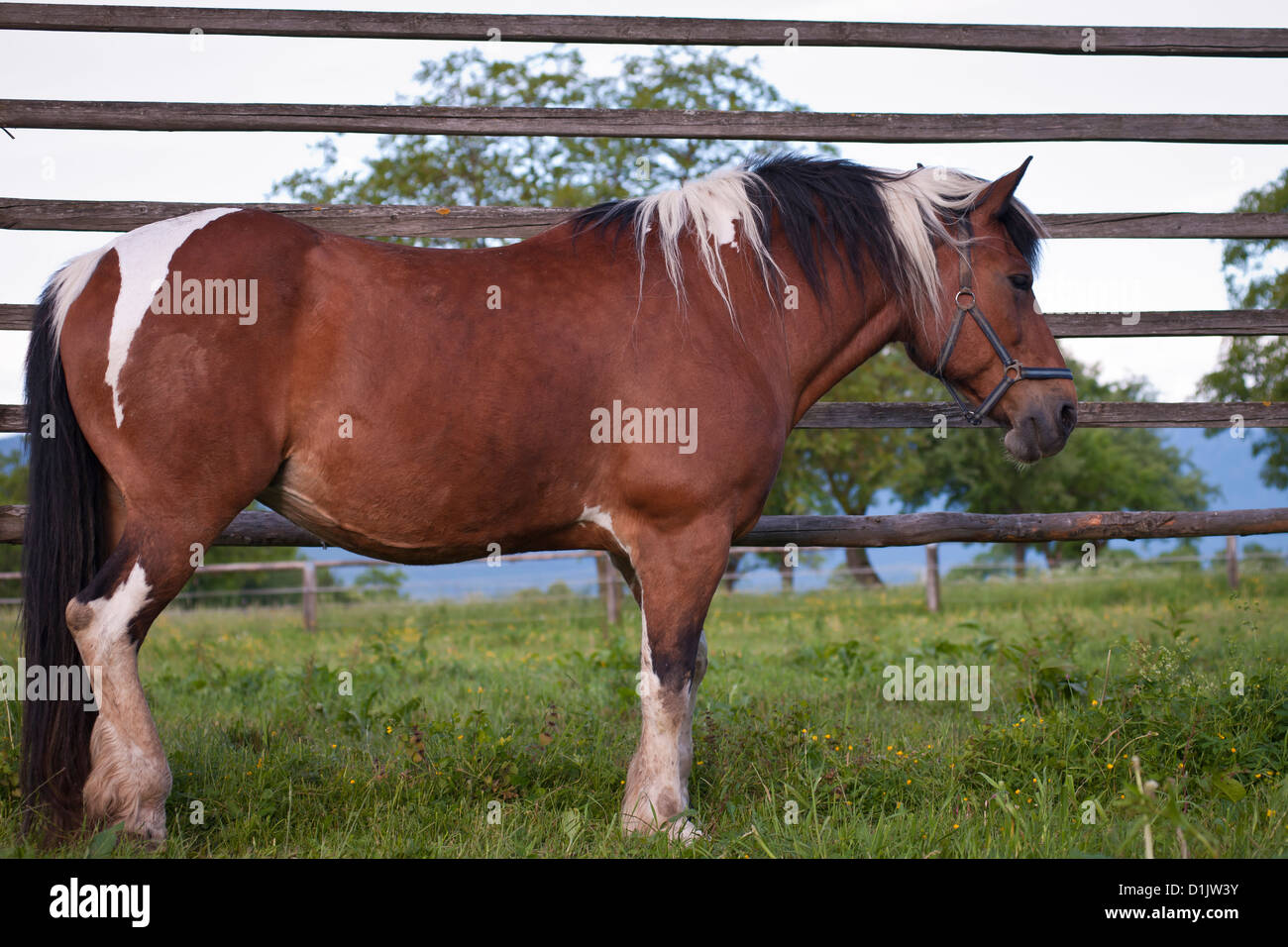 Pferd und Schiene Fütterung Zaun, Vigaun, Slowenien Stockfoto