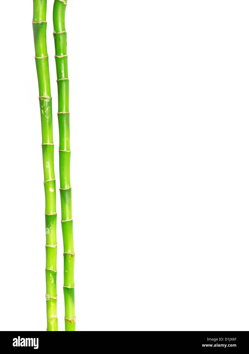 Bambus, die isoliert auf weißem Hintergrund Stockfoto