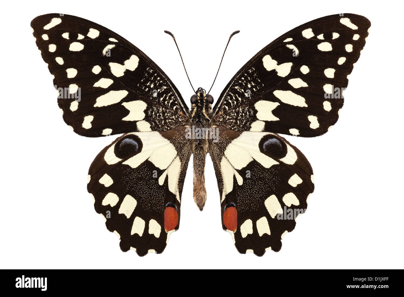 Schmetterling Arten Papilio Demoleus 'Zitrone Butterfly' Stockfoto