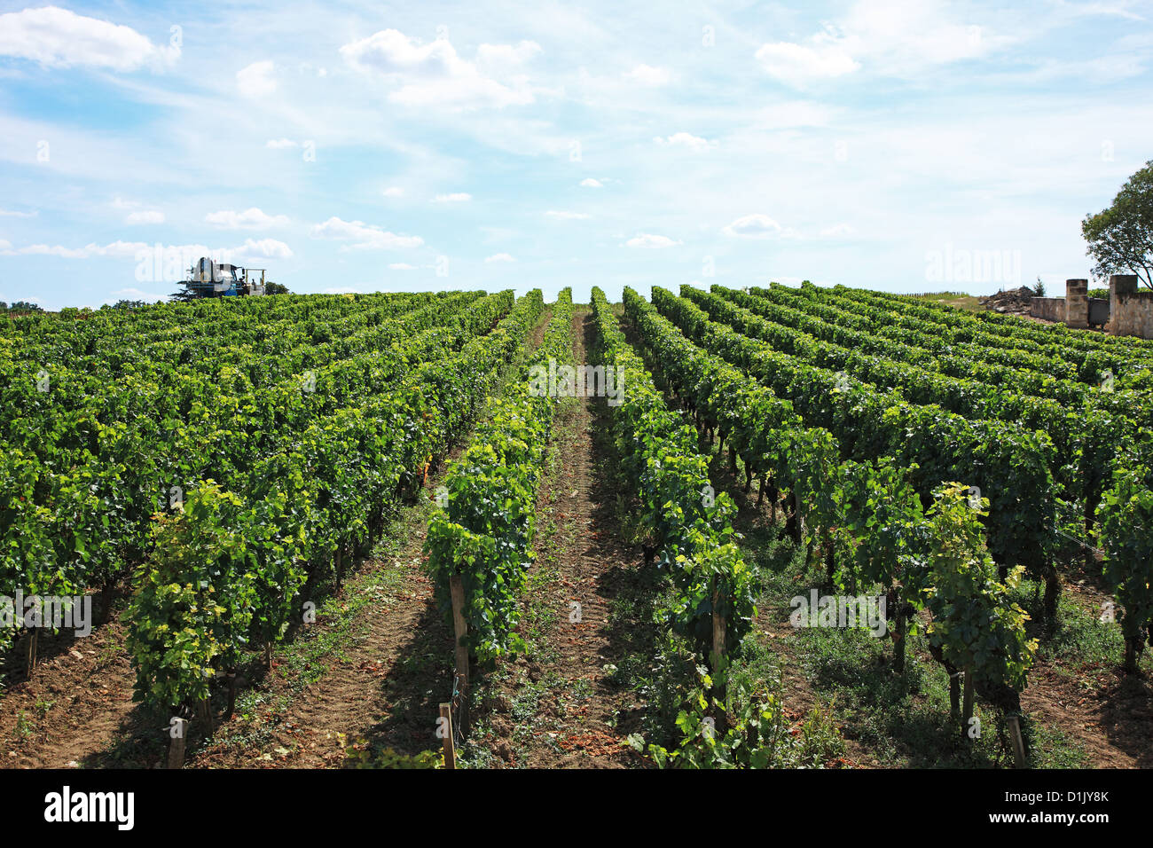 Frankreich, Gironde, Saint-Emilion, Weinberge von Bordeaux Stockfoto