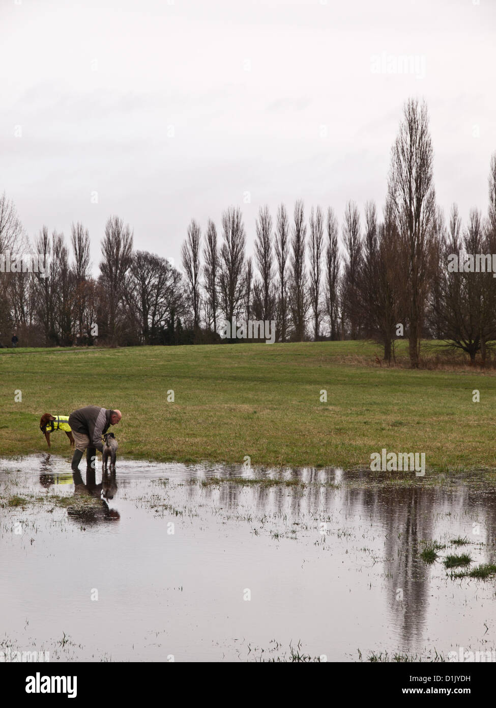 Croydon, Surrey, UK. 26. Dezember 2012. Trotz der Nässe Weihnachtstag waren Menschen trainieren ihre Hunde in Lloyd Park, Croydon. 26. Dezember 2012. Stockfoto