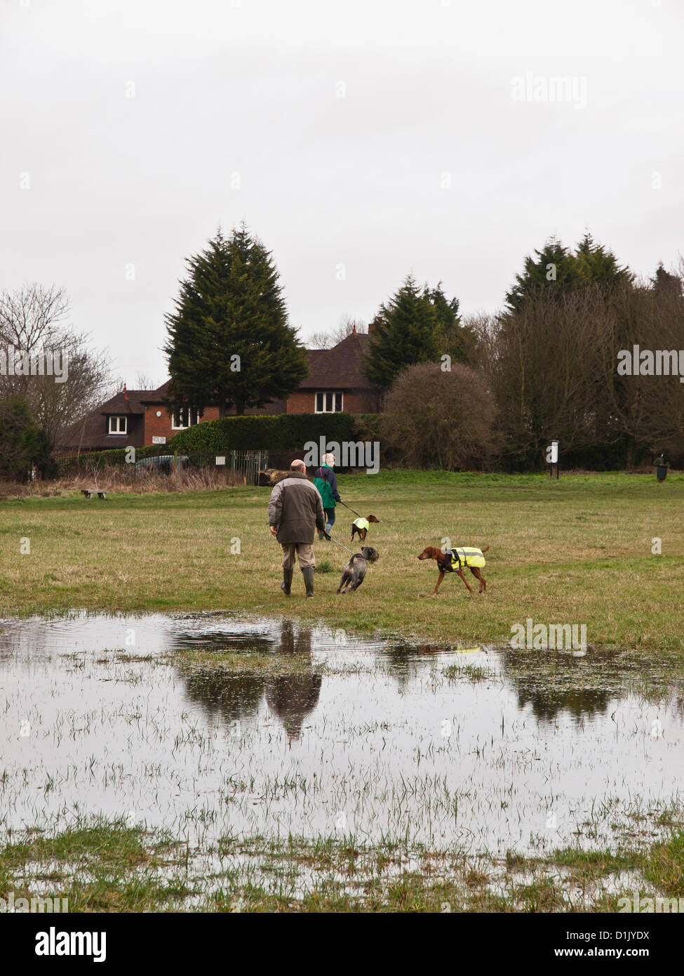 Croydon, Surrey, UK. 26. Dezember 2012. Trotz der Nässe Weihnachtstag waren Menschen trainieren ihre Hunde in Lloyd Park, Croydon. 26. Dezember 2012. Stockfoto