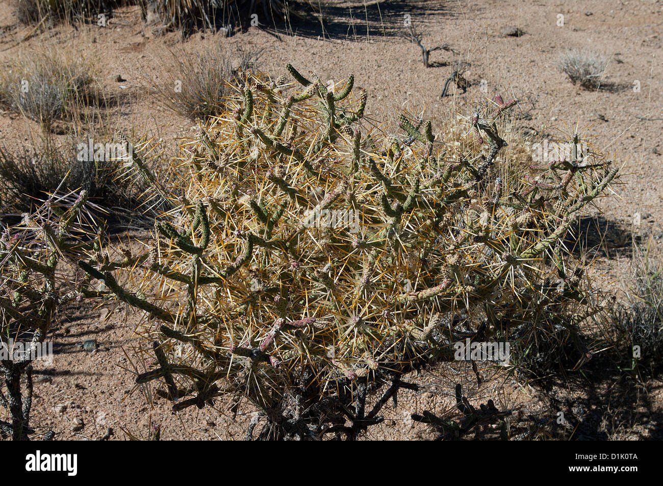 Diamond Cholla Cactus, Cylindropuntia ramoissima Stockfoto