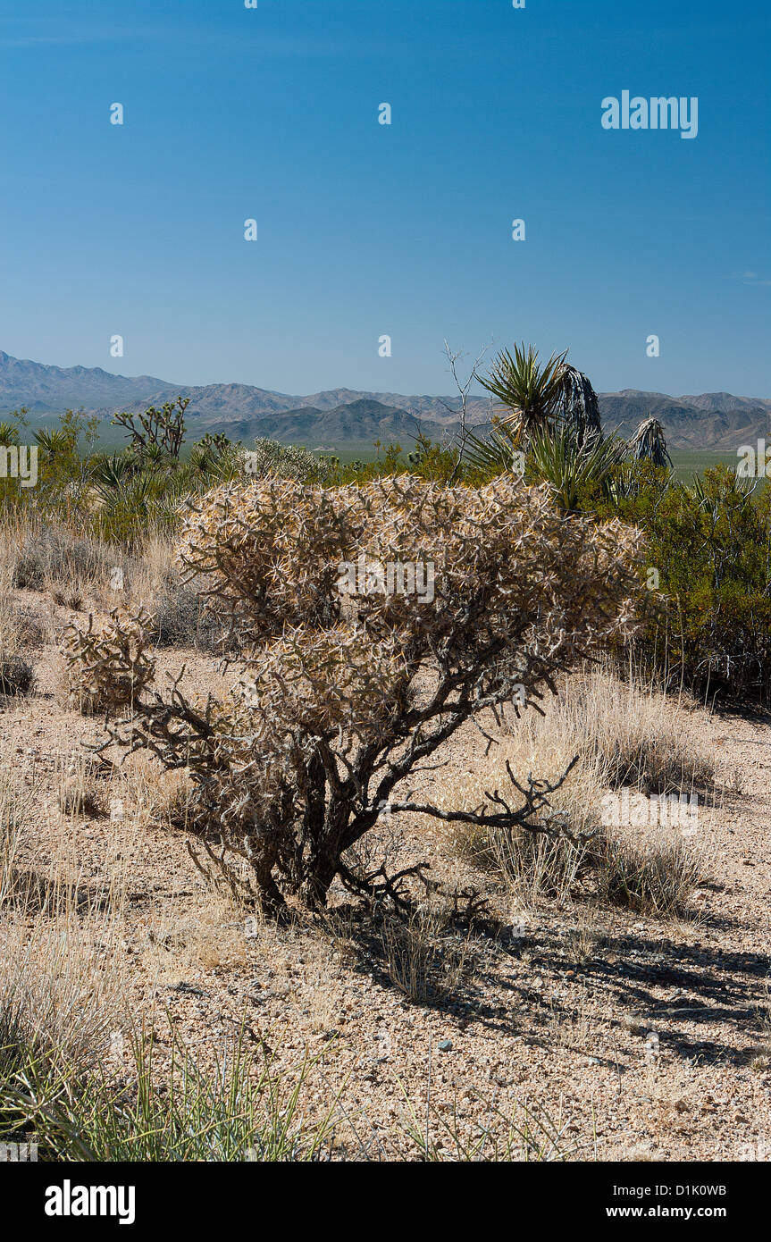 Diamond Cholla Cactus, Cylindropuntia ramoissima Stockfoto